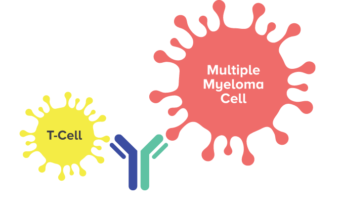 Cartoon t-cell and multiple myeloma cell